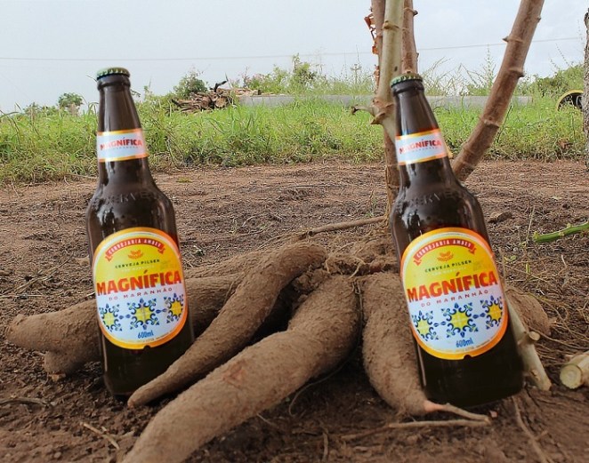 Cervejaria investe em pesquisa sobre cultura de mandioca para melhorar qualidade da cerveja&nbsp;Magnífica