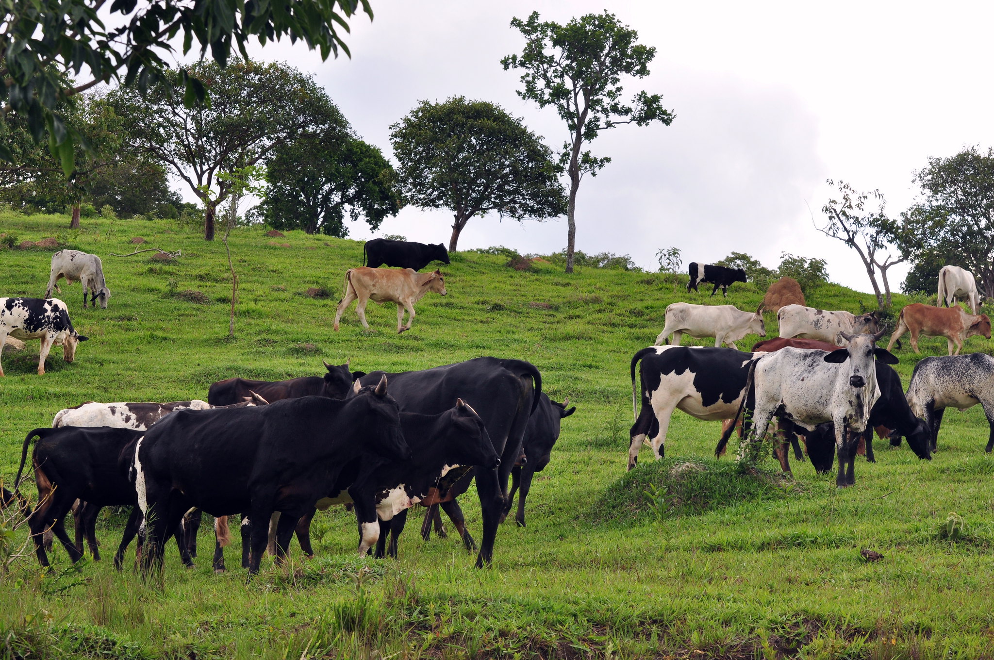 Passando a boiada: O desmonte do Meio Ambiente aprovada pelos Deputados Maranhenses