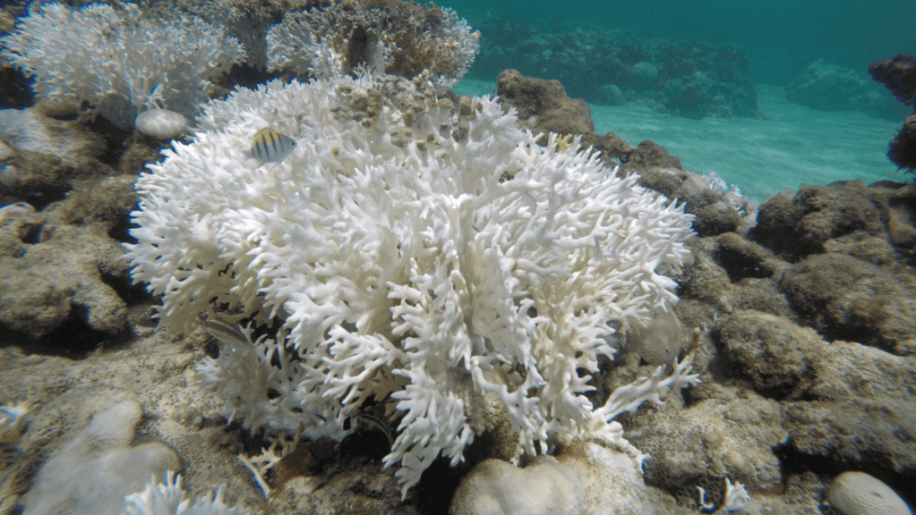 Em 30 anos, áreas pouco vulneráveis ao branqueamento de corais devem cair pela&nbsp;metade