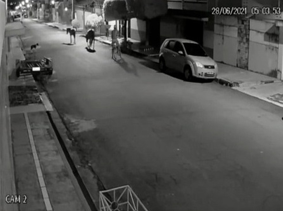 Assembleia aprova criação de Disque-Denúncia de Maus Tratos e Abandono de&nbsp;Animais