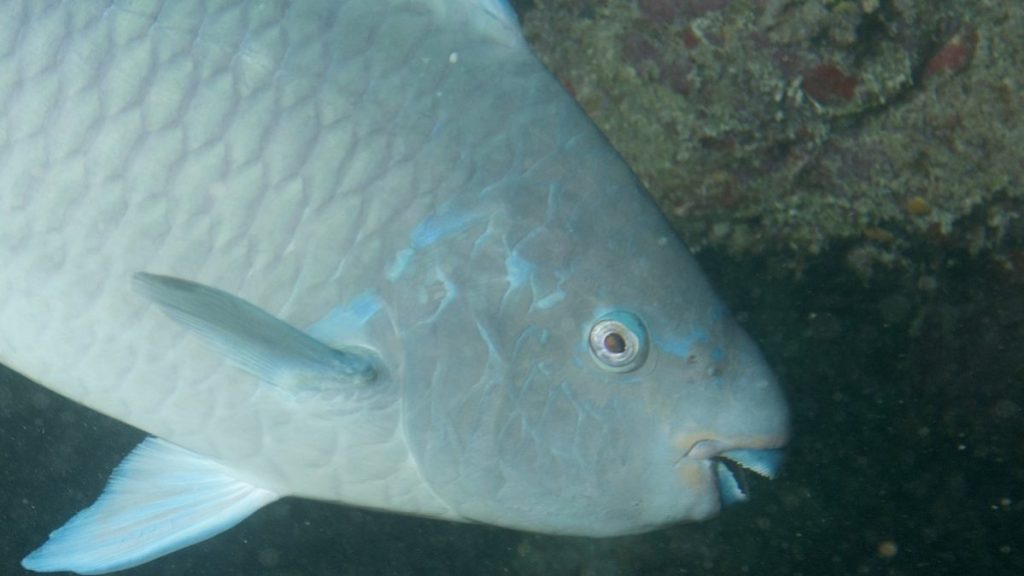 Pesca recreativa do budião azul captura peixes maiores, mostram redes&nbsp;sociais