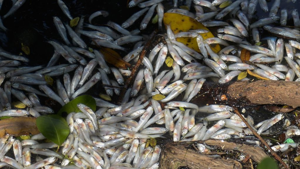 Hidrelétricas provocam mortes de toneladas de peixes em rios e reservatórios&nbsp;brasileiros