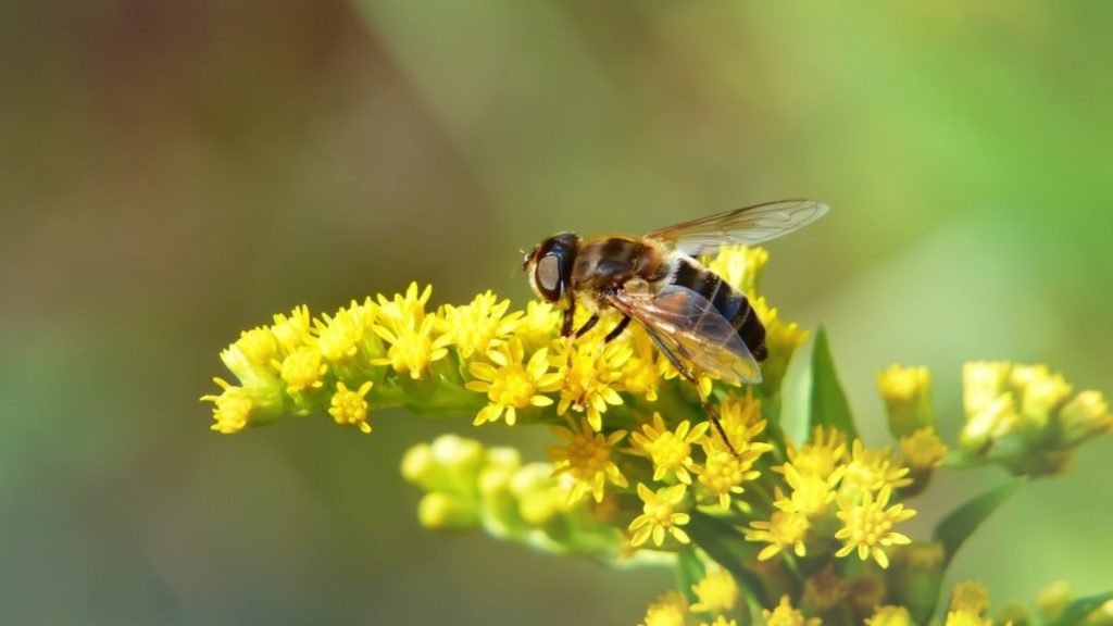 Polinização aumenta produção agrícola, mas depende de áreas de vegetação&nbsp;natural