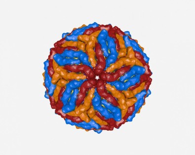 Proteína que ajuda o vírus zika a entrar na célula pode ser alvo para novos antivirais