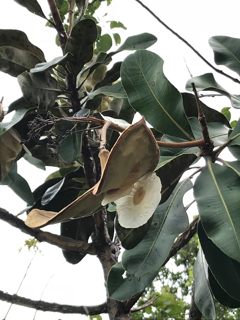 Pesquisa identifica espécies raras da flora no Legado Verdes do&nbsp;Cerrado