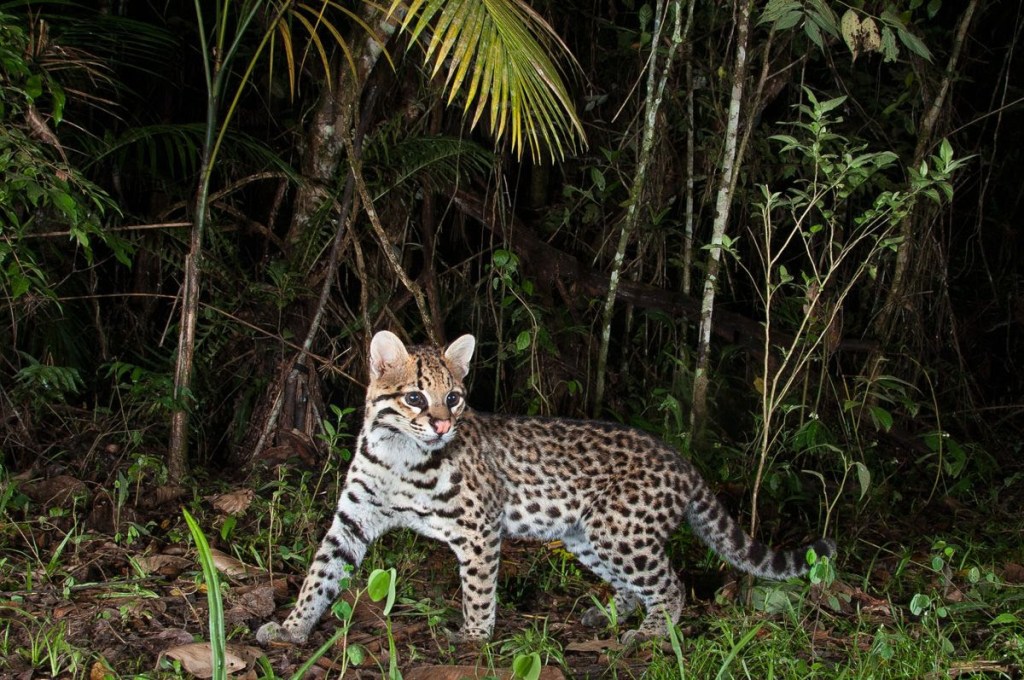 Cerrado: conheça o bioma brasileiro comemorado no dia 11 de&nbsp;setembro