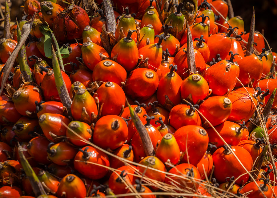 Banco de dados genéticos sobre dendê pode aumentar o potencial da cultura para produção de&nbsp;biodiesel