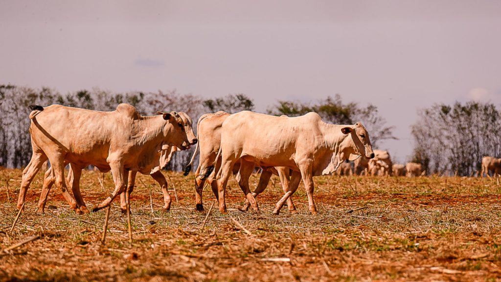 É hora de falar sobre comida sustentável no&nbsp;Brasil?