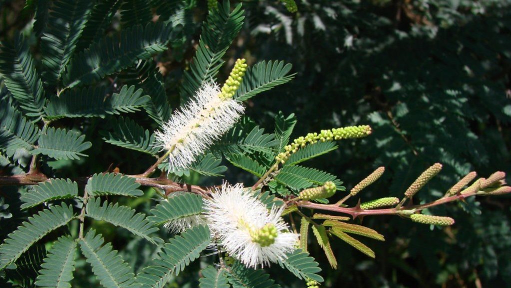 Estudo identifica aptidão da jurema-preta para uso em pisos de&nbsp;madeira