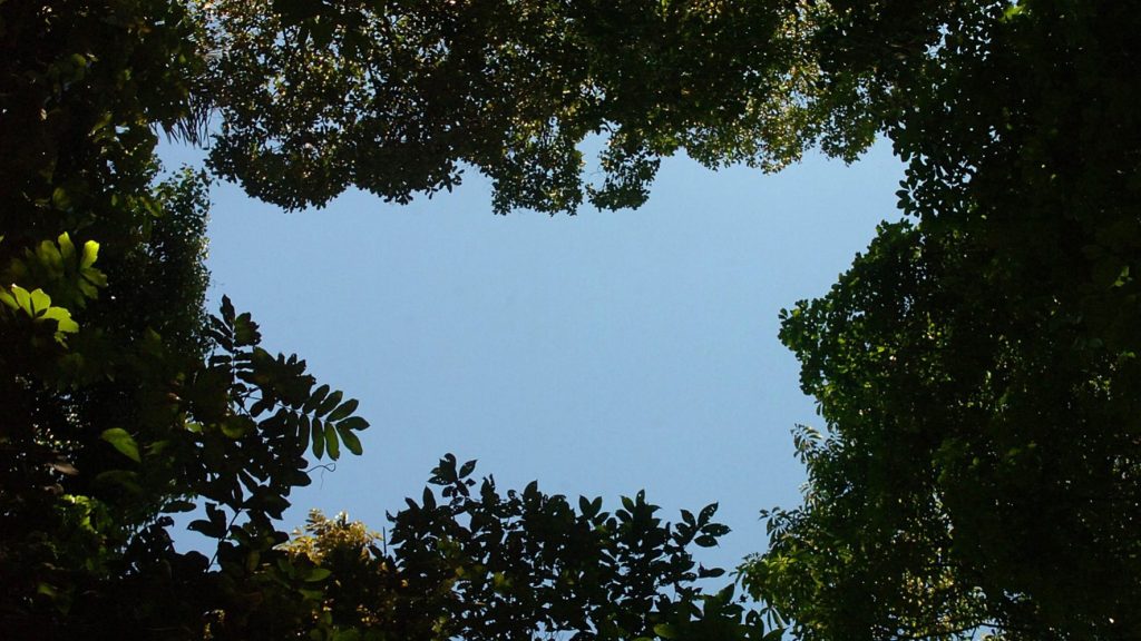 Árvores nativas protegem pastos da Amazônia contra a seca e aumentam nutrientes do&nbsp;solo