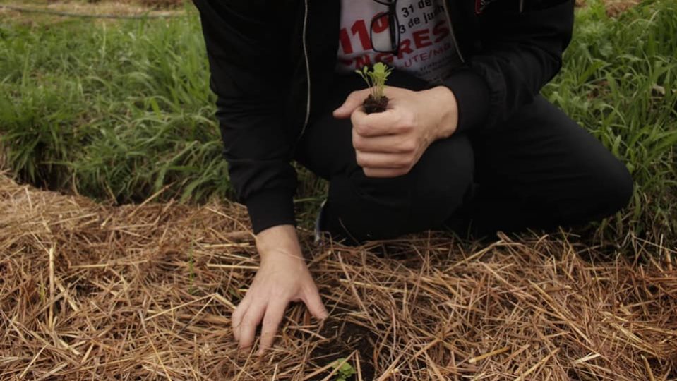 Hortas urbanas e transformação das cidades: muito além das&nbsp;hortaliças