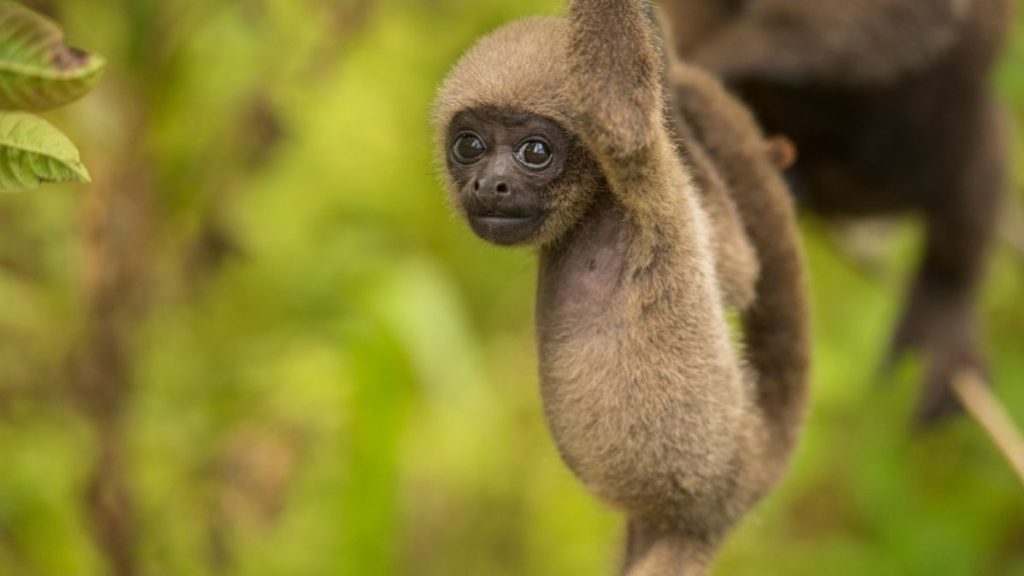 Novo método de conhecimento de espécies silvestres facilita a conservação da&nbsp;Amazônia