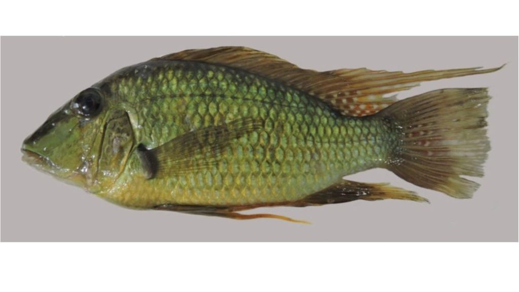 Pesquisadores descobrem nova espécie de peixe nativo nas bacias dos rios Tocantins e&nbsp;Paraná