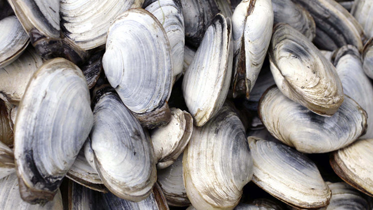 Produção de ostras e de camarões no NE depende de gestão sustentável para evitar impactos ambientais e melhorar a&nbsp;rentabilidade