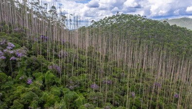 Floresta tropical recupera 80% do estoque de carbono e da fertilidade do solo após 20 anos da&nbsp;regeneração