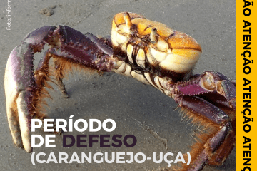 Inicia hoje (03) período de Defeso do Caranguejo-Uçá de&nbsp;2022