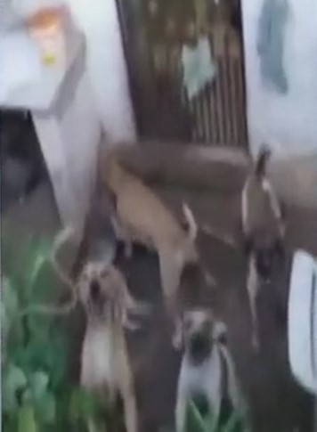 30 cães são abandonados em casa no&nbsp;Maranhão