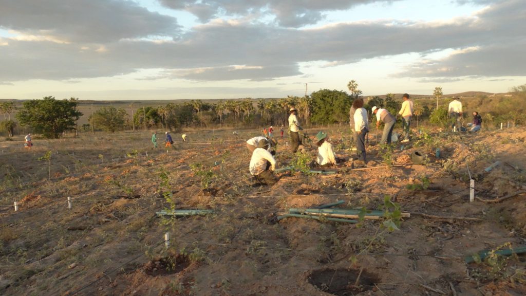 Mapa de restauração da Caatinga visa frear desmatamento, mudanças climáticas e perda de&nbsp;diversidade