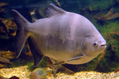 Tambaqui pode virar commodity brasileira no mercado global de pescado, aponta estudo