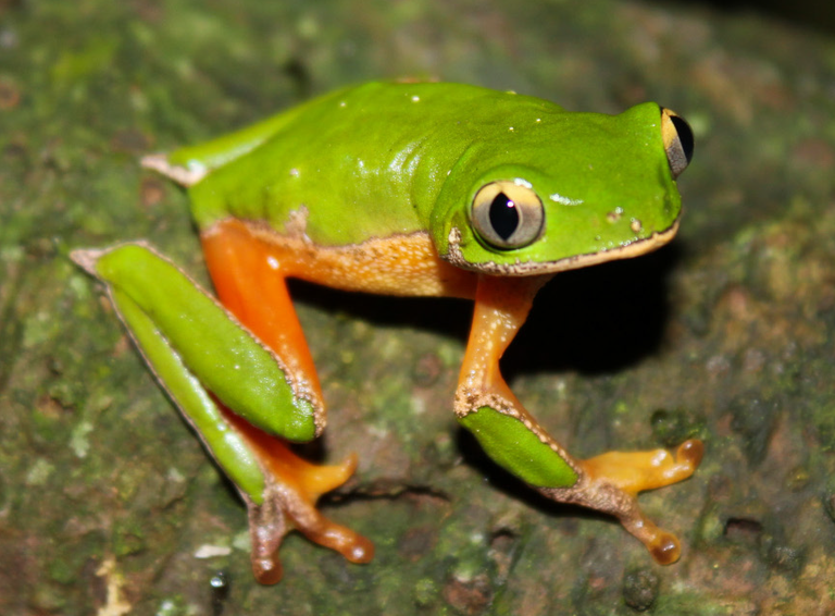 Pesquisadores redescobrem espécie de perereca considerada&nbsp;extinta