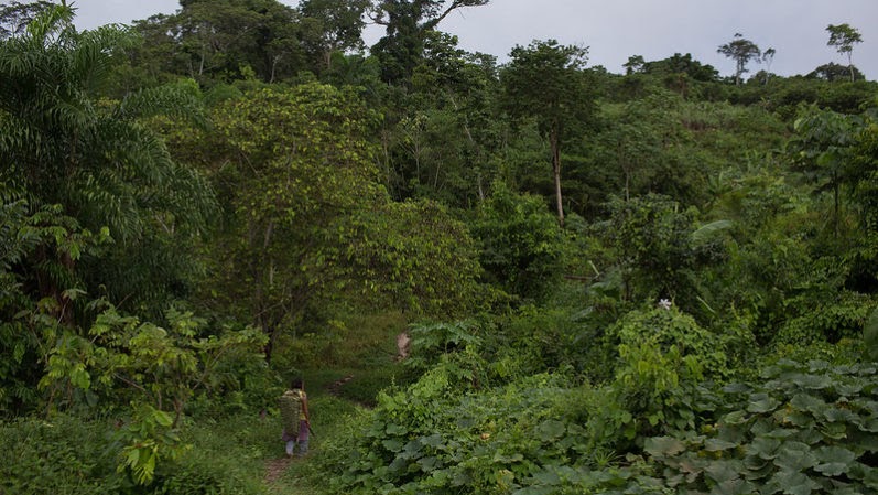 O potencial dos sistemas agroflorestais para conciliar bem-estar humano e conservação ambiental na&nbsp;Amazônia