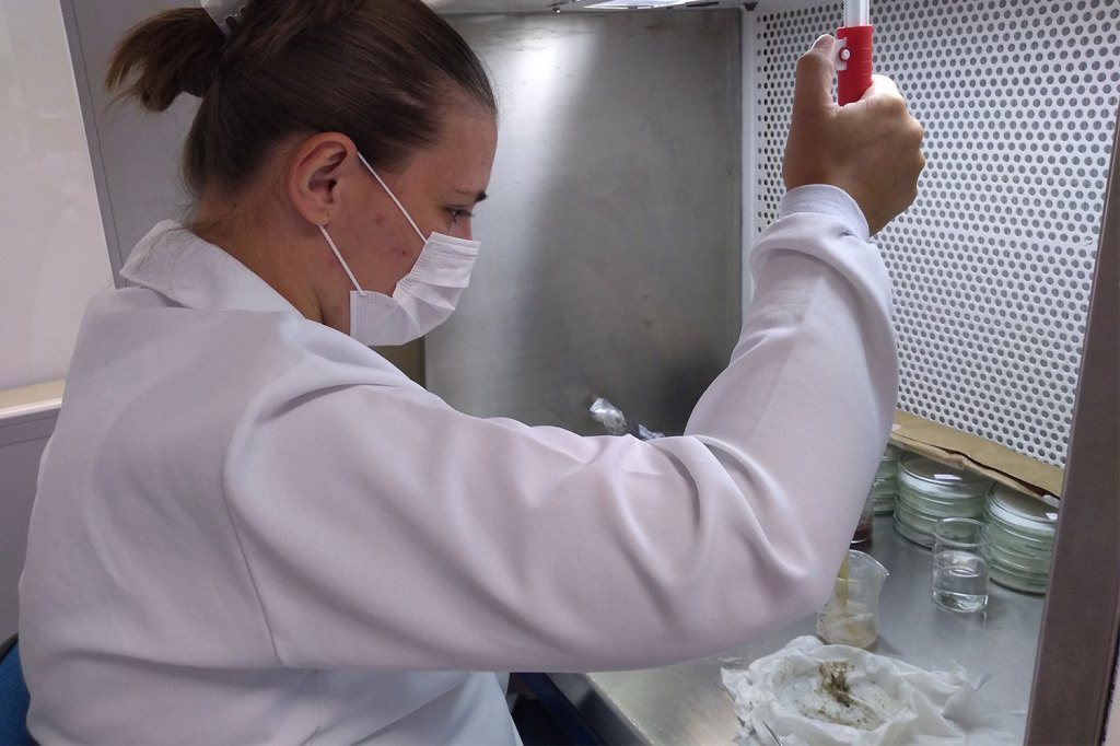 Pesquisadoras brasileiras criam herbicida natural com folhas de&nbsp;erva-mate