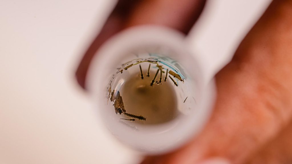 Dose mais alta de medicamento para a malária é mais eficaz contra recaídas da&nbsp;doença