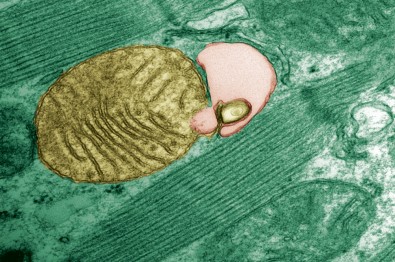 Estudo revela potencial alvo para o combate a doenças relacionadas com mutações no DNA mitocondrial