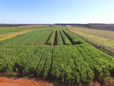 Manejo e novos insumos ajudam a reduzir o uso de fertilizantes minerais na agricultura brasileira