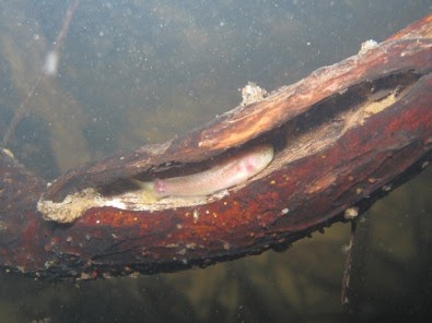 Desmatamento começa a afetar a diversidade de peixes em riachos na Amazônia