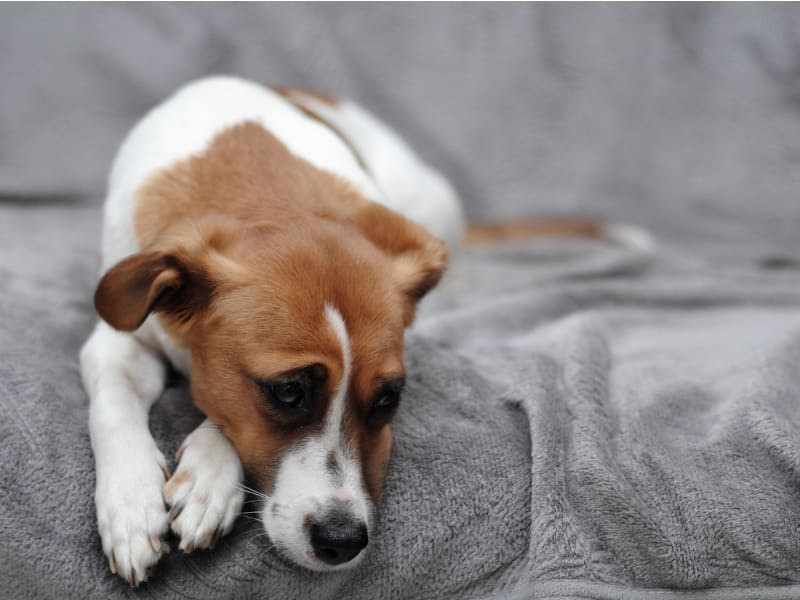 Cães e gatos&nbsp;envenenados