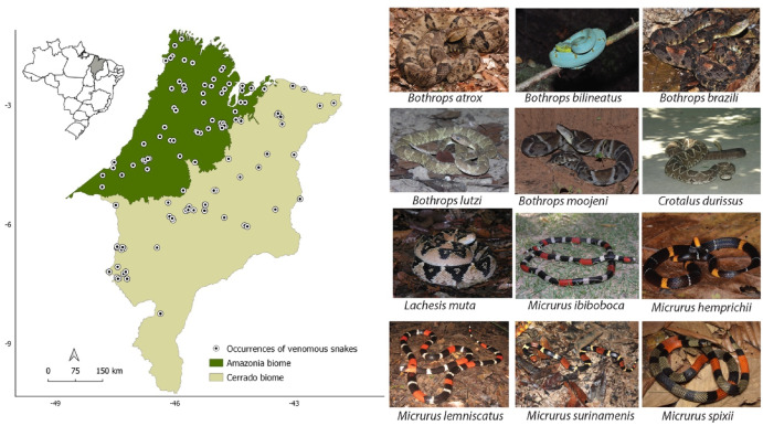 Estudo do PPGBAS/UEMA identifica áreas de risco de acidentes ofídicos no Maranhão e aponta áreas descobertas pelos polos de soro no&nbsp;estado