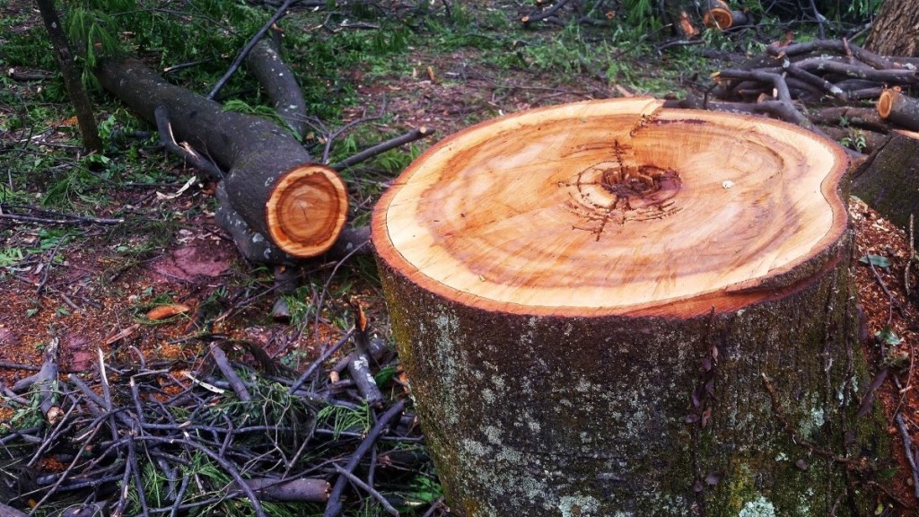 Facebook identifica militares como ‘chefes’ de perfis com desinformação sobre a&nbsp;Amazônia