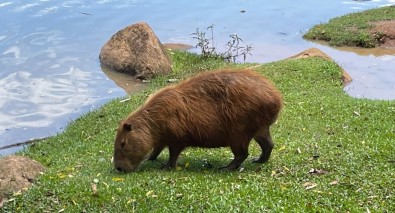 Enzimas descobertas no intestino da capivara podem facilitar o aproveitamento de resíduos agroindustriais