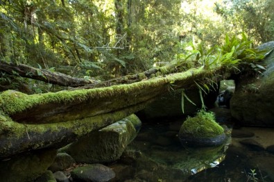 Cientistas de 27 instituições defendem novo modelo para compartilhamento de dados de&nbsp;florestas