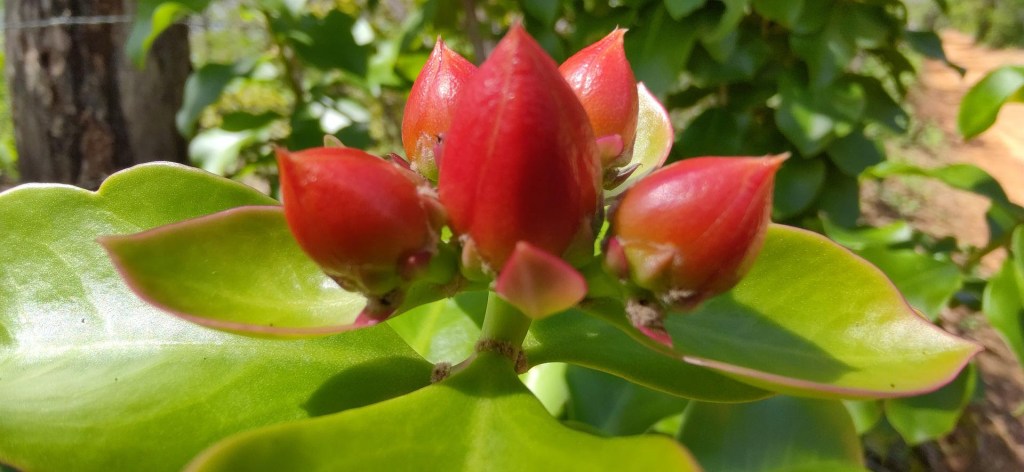 Um mar de biodiversidade em meio à seca da Caatinga, bioma 100%&nbsp;brasileiro