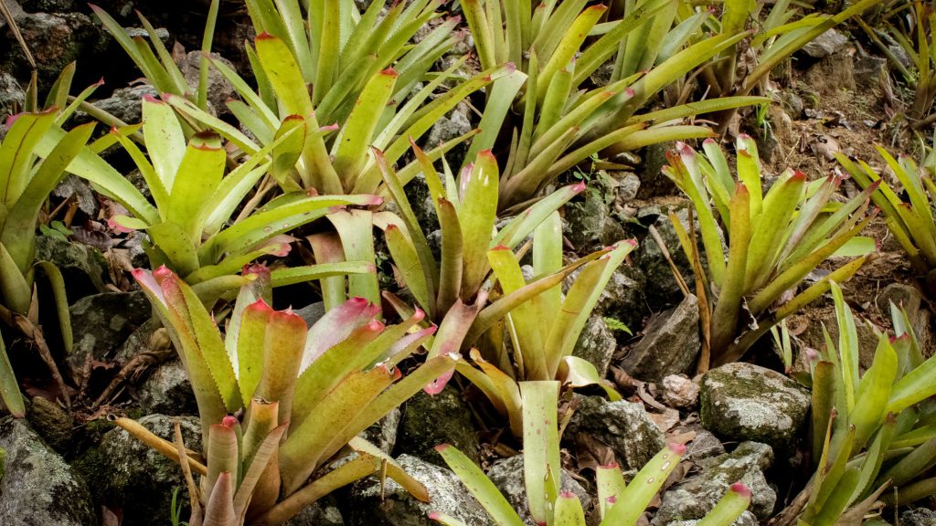 Desmatamento e mudanças climáticas ameaçam orquídeas e bromélias da Serra da Mantiqueira; 35% estão em risco de&nbsp;extinção