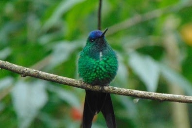 Novo centro une academia, sociedade civil e gestores públicos na busca de soluções baseadas na&nbsp;natureza