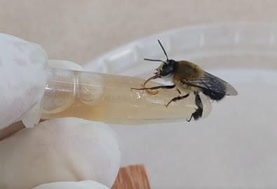 Agrotóxico comum no Brasil pode colocar em risco espécies nativas de abelhas, aponta estudo