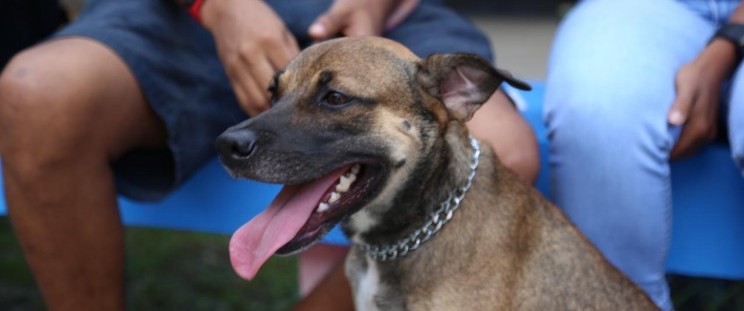 Bairro do Bequimão recebe ações do Programa Mais Saúde Animal, neste sábado&nbsp;(18)