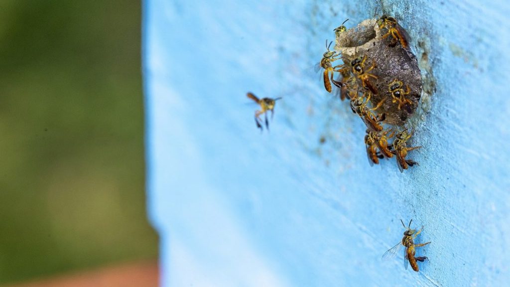 Pesquisa revela biopirataria digital como ameaça à conservação de abelhas&nbsp;brasileiras