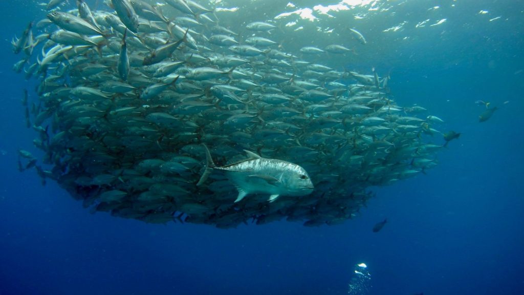 Com aquecimento dos oceanos, predadores mais famintos assumem o controle, aponta&nbsp;estudo