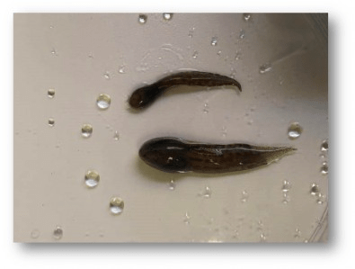 Pequeno aumento de temperatura pode ser letal para anfíbio endêmico do Cerrado, aponta&nbsp;estudo