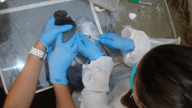 Estudo identifica vírus responsável por alta mortalidade de pombos na cidade de São&nbsp;Paulo