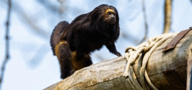 Passagem para animais sobre rodovia evita atropelamento de primata ameaçado de extinção, confirma&nbsp;estudo