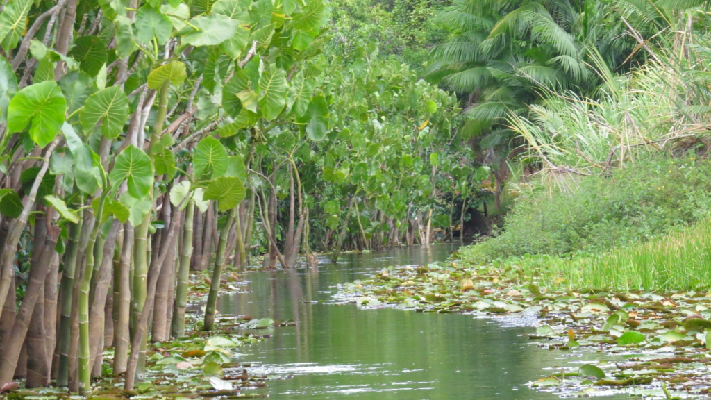 18 espécies de aves são vistas pela primeira vez em matas de brejo no interior de&nbsp;SP