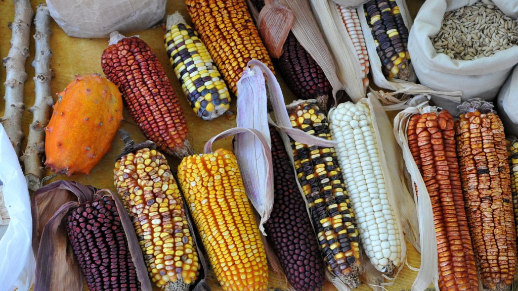 Caminhos para a saída da&nbsp;fome