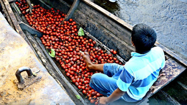 Açaí, tucumã e buriti são os insumos da Amazônia com potencial de inovação mais estudados por pesquisadores&nbsp;brasileiros