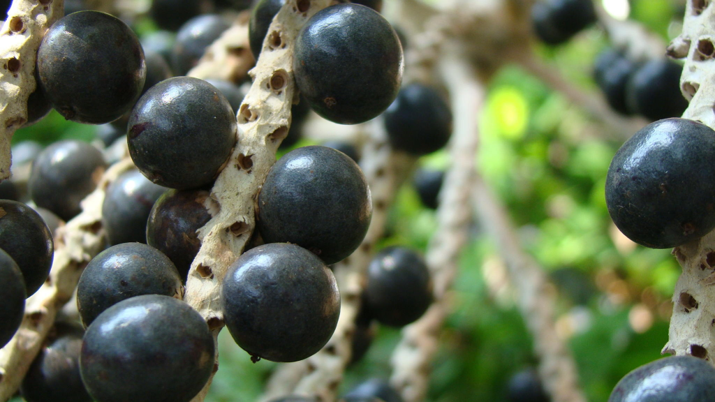 Em dois municípios do Amapá, mais da metade da produção de açaí tem descarte inadequado de&nbsp;resíduos