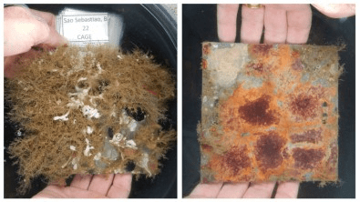 Predação aumenta à medida que oceanos aquecem, aponta&nbsp;estudo